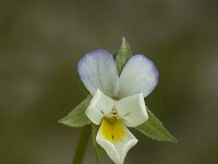 Viola kitaibeliana, Dwarf Pansy