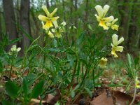 Viola lutea ssp calaminaria 68, Zinkviooltje, Saxifraga-Ed Stikvoort