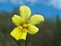 Viola lutea ssp calaminaria 69, Zinkviooltje, Saxifraga-Ed Stikvoort