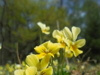 Viola lutea ssp calaminaria 75, Zinkviooltje, Saxifraga-Ed Stikvoort