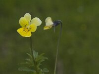 Viola lutea ssp sudetica 1, Saxifraga-Jan van der Straaten