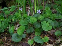 Viola palustris 22, Moerasviooltje, Saxifraga-Ed Stikvoort