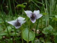 Viola palustris 26, Moerasviooltje, Saxifraga-Ed Stikvoort : Notre Dame de l'Hermitage Pierre-sur-Haute Vallée de Fossat s990