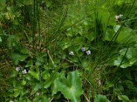 Viola palustris 29, Moerasviooltje, Saxifraga-Ed Stikvoort : Pierre de Haute s9900