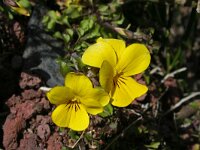 Viola paradoxa