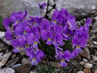 Viola perinensis