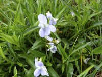 Viola pumila 1, Saxifraga-Jasenka Topic