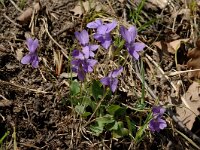 Viola pyrenaica