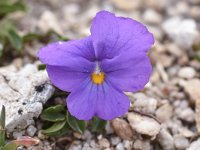 Viola pyrenaica 8, Saxifraga-Harry Jans  Viola pyrenaica