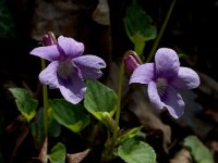 Viola reichenbachiana, Early Dog-violet