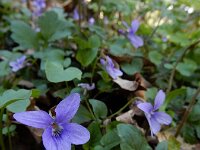 Viola reichenbachiana 25, Donkersporig bosviooltje, Saxifraga-Ed Stikvoort
