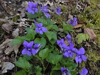 Viola reichenbachiana 28, Donkersporig bosviooltje, Saxifraga-Ed Stikvoort