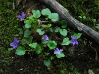 Viola reichenbachiana 29, Donkersporig bosviooltje, Saxifraga-Ed Stikvoort