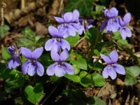 Viola reichenbachiana 31, Donkersporig bosviooltje, Saxifraga-Ed Stikvoort