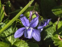 Viola reichenbachiana 34, Donkersporig bosviooltje, Saxifraga-Jan van der Straaten