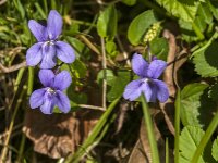 Viola reichenbachiana 37, Donkersporig bosviooltje, Saxifraga-Jan van der Straaten