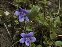 Viola reichenbachiana 5, Donkersporig bosviooltje, Saxifraga-Willem van Kruijsbergen