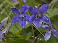 Viola reichenbachiana 8, Donkersporig bosviooltje, Saxifraga-Willem van Kruijsbergen
