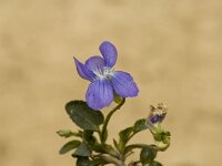 Viola riviniana, Common Dog-violet