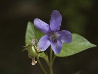 Viola rupestris, Teesdale Violet