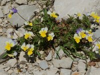 Viola tricolor, Wild Pansy