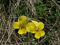 Viola zoysii