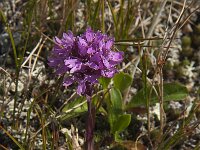 Viscaria alpina