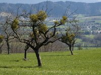 Viscum album, Mistletoe