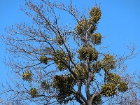 Viscum album 57, Maretak, Saxifraga-Ed Stikvoort