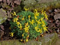 Vitaliana primuliflora 1, Saxifraga-Willem van Kruijsbergen