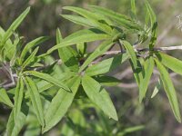 Vitex agnus-castus