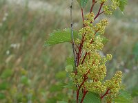 Vitis vinifera, Grape