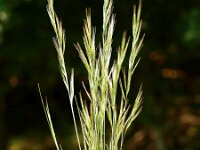 Vulpia bromoides 1, Eekhoorngras, Saxifraga-Branko Bakan