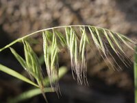 Vulpia fasciculata, Dune Fescue