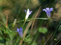 Wahlenbergia hederacea 1, Klimopklokje, Saxifraga-Jeroen Willemsen