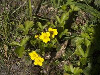 Waldsteinia ternata 3, Saxifraga-Jan van der Straaten