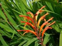 Watsonia meriana