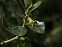 Withania frutescens 1, Saxifraga-Jan van der Straaten