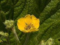 Woronowia speciosa 1, Saxifraga-Jan van der Straaten