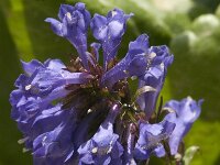 Wulfenia carinthiaca 1, Saxifraga-Jan van der Straaten