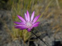 Xeranthemum squarrosum