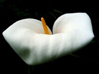 Zantedeschia aethiopica 1, Witte aronskelk, Saxifraga-Ed Stikvoort