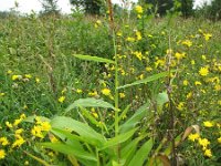 Zea mays 1, Maïs, Saxifraga-Rutger Barendse