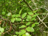 Ziziphus lotus 1, Saxifraga-Rutger Barendse