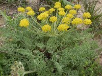 Zosima absinthiifolia 3, Saxifraga-Ed Stikvoort : Jerevan - Garni s9900