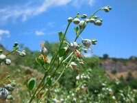 Zygophyllum fabago