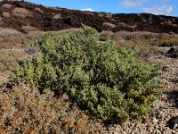 Zygophyllum fontanesii 1, Saxifraga-Ed Stikvoort