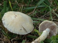 Agaricus arvensis, Horse Mushroom