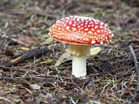 Fly aqaric mushroom (Amanita muscaria)  Fly aqaric mushroom (Amanita muscaria) : Amanita muscaria, Fly aqaric, autumn, autumnal, fall, colorful, color, fungus, mushroom, red, white spot, spots, toadstool, stem, cap, nature, natural, growth, poisonous, outside, outdoor, no people, nobody