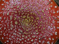 Amanita muscaria 45, Vliegenzwam, Saxifraga-Luuk Vermeer